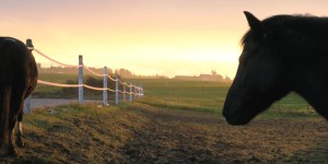 Beitragsbild des Blogbeitrags Pferde im Herbst – So kommt dein Pferd fit in den Winter! 