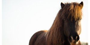 Beitragsbild des Blogbeitrags Tierkommunikation: Wir haben mit zwei Pferden gesprochen. 