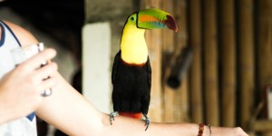 Beitragsbild des Blogbeitrags Minca – jungle paradise for hippie hipsters & vegan yogis