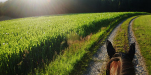 Beitragsbild des Blogbeitrags KPU (Kryptopyrrolurie) beim Pferd 