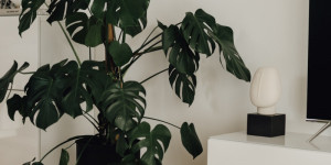 Beitragsbild des Blogbeitrags Green Your Home – Die schönsten Zimmerpflanzen für euer Zuhause 