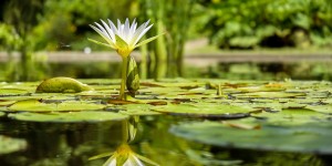 Beitragsbild des Blogbeitrags Natürliche Gewässer für den Garten