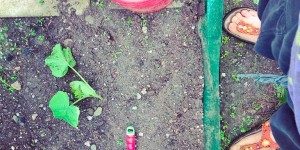 Beitragsbild des Blogbeitrags Tipps für Gemüsegarten und Kräuterbeet
