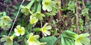 Beitragsbild des Blogbeitrags Himmelsschlüssel – Schlüsselblumen für den Hustentee #Kräutermamas