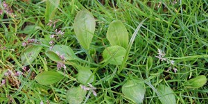 Beitragsbild des Blogbeitrags Spitzwegerich und Breitwegerich: Erste Hilfe – DIY Hustensirup 