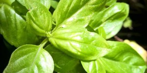 Beitragsbild des Blogbeitrags Heimisches Superfood: Einfache Rezepte gegen Stress