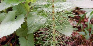 Beitragsbild des Blogbeitrags Zinnkraut – Ackerschachtelhalm – schnelle Hilfe bei Blasenentzündung