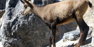 Beitragsbild des Blogbeitrags Ausflug in den Alpenzoo – Innsbruck