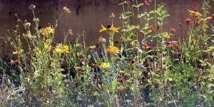Beitragsbild des Blogbeitrags Insektenfreundlicher Garten – Insektensterben abwenden? 