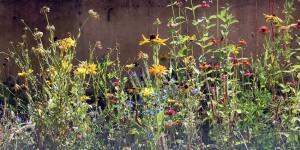 Beitragsbild des Blogbeitrags Insektenfreundlicher Garten – Insektensterben abwenden?
