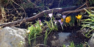 Beitragsbild des Blogbeitrags Inspirationen für einen artgerechten Garten! Frühlingsfarben! 