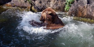 Beitragsbild des Blogbeitrags Unsere Naturkinder erleben spannende Mutproben