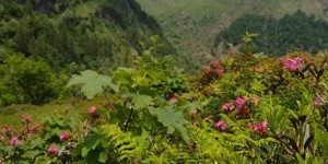 Beitragsbild des Blogbeitrags Trekking in Ossola Valleys: Active around Lake Maggiore 