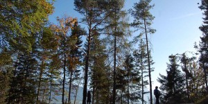 Beitragsbild des Blogbeitrags Waldbaden – wie der Wald die Menschen heilt