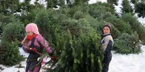 Beitragsbild des Blogbeitrags Christbaum regional kaufen in Tirol