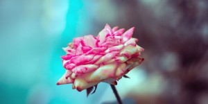 Beitragsbild des Blogbeitrags Der richtige Duft gegen Stress – eine Wichtelgeschichte
