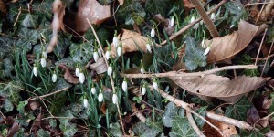 Beitragsbild des Blogbeitrags Gartenarbeit im Februar – Sträucher umsetzen 