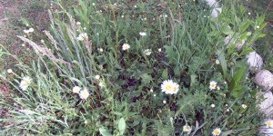 Beitragsbild des Blogbeitrags Garten für Insekten und Vögel als Trittstein