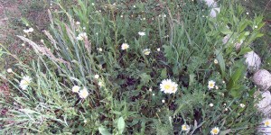 Beitragsbild des Blogbeitrags Garten für Insekten und Vögel als Trittstein 