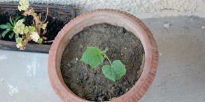 Beitragsbild des Blogbeitrags Jungpflanzen setzen im Garten – 12 Bilder im Mai 