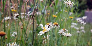 Beitragsbild des Blogbeitrags Mein Juni Mittsommer Garten Paradies
