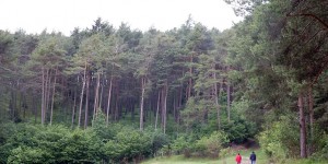Beitragsbild des Blogbeitrags Regenwetter in den Bergen: Ab in den Wald 