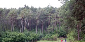 Beitragsbild des Blogbeitrags Regenwetter in den Bergen: Ab in den Wald