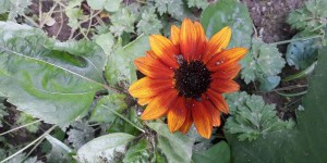 Beitragsbild des Blogbeitrags Gartenernte im Juli: naschen, pflegen, freuen