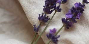 Beitragsbild des Blogbeitrags Hilft Lavendel beim Einschlafen | Interview mit Bettina von aetherio 