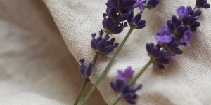 Beitragsbild des Blogbeitrags Hilft Lavendel beim Einschlafen | Interview mit Bettina von aetherio
