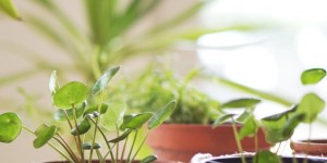 Beitragsbild des Blogbeitrags Upcycling | Blumentopf mit Makramee-Garn & Pompoms