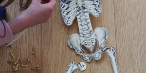 Beitragsbild des Blogbeitrags Anatomie für Kinder | Wir basteln ein Skelett und eine bewegliche Hand 
