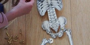 Beitragsbild des Blogbeitrags Anatomie für Kinder | Wir basteln ein Skelett und eine bewegliche Hand