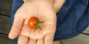 Beitragsbild des Blogbeitrags Ernten im Stadtgarten: Wie du auf Balkon und Terrasse Gemüse und Obst pflanzen kannst. 