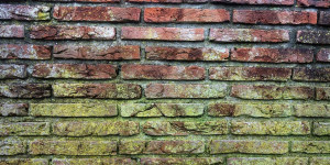 Beitragsbild des Blogbeitrags Schimmel in der Wohnung – so gehen Sie vor