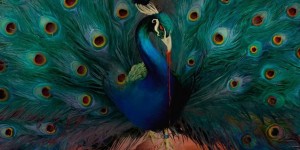 Beitragsbild des Blogbeitrags Opeth – Sorceress