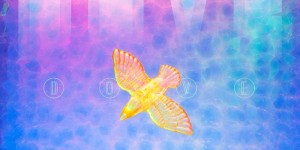 Beitragsbild des Blogbeitrags Belly – Dove