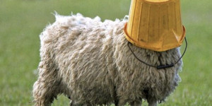 Beitragsbild des Blogbeitrags Christian Fitness – We the Sheeple