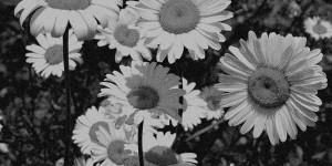Beitragsbild des Blogbeitrags Karloff – Karloff