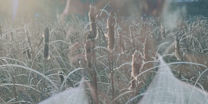 Beitragsbild des Blogbeitrags LINGUA IGNOTA – EPISTOLARY GRIEVING FOR JIMMY SWAGGART