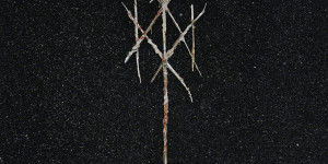Beitragsbild des Blogbeitrags Wiegedood – Theres Always Blood At The End Of The Road