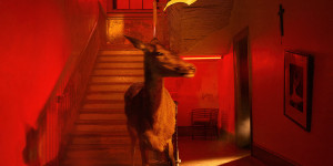 Beitragsbild des Blogbeitrags Fontaines D.C. – Skinty Fia 