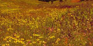 Beitragsbild des Blogbeitrags Sunrise Patriot Motion – Black Fellflower Stream