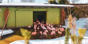 Beitragsbild des Blogbeitrags Hellbrunn: Schlosspark und Zoo im Winter