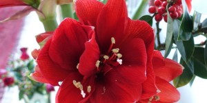 Beitragsbild des Blogbeitrags WPC – It’s Not This Time of Year Without…