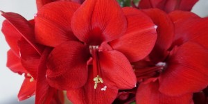 Beitragsbild des Blogbeitrags Amaryllis, my all-time Favorite Flower 