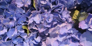 Beitragsbild des Blogbeitrags Weekly Photo Challenge – Monochromatic