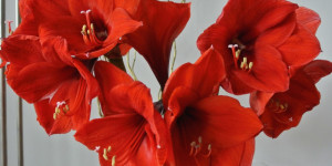 Beitragsbild des Blogbeitrags Six Word Saturday – My Amaryllis is in Full Bloom 