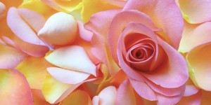 Beitragsbild des Blogbeitrags What Happened to the Roses?