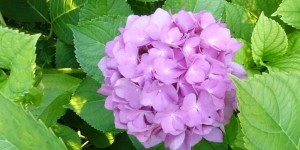 Beitragsbild des Blogbeitrags Flower of the Day – Hydrangea 